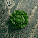 Lechuga